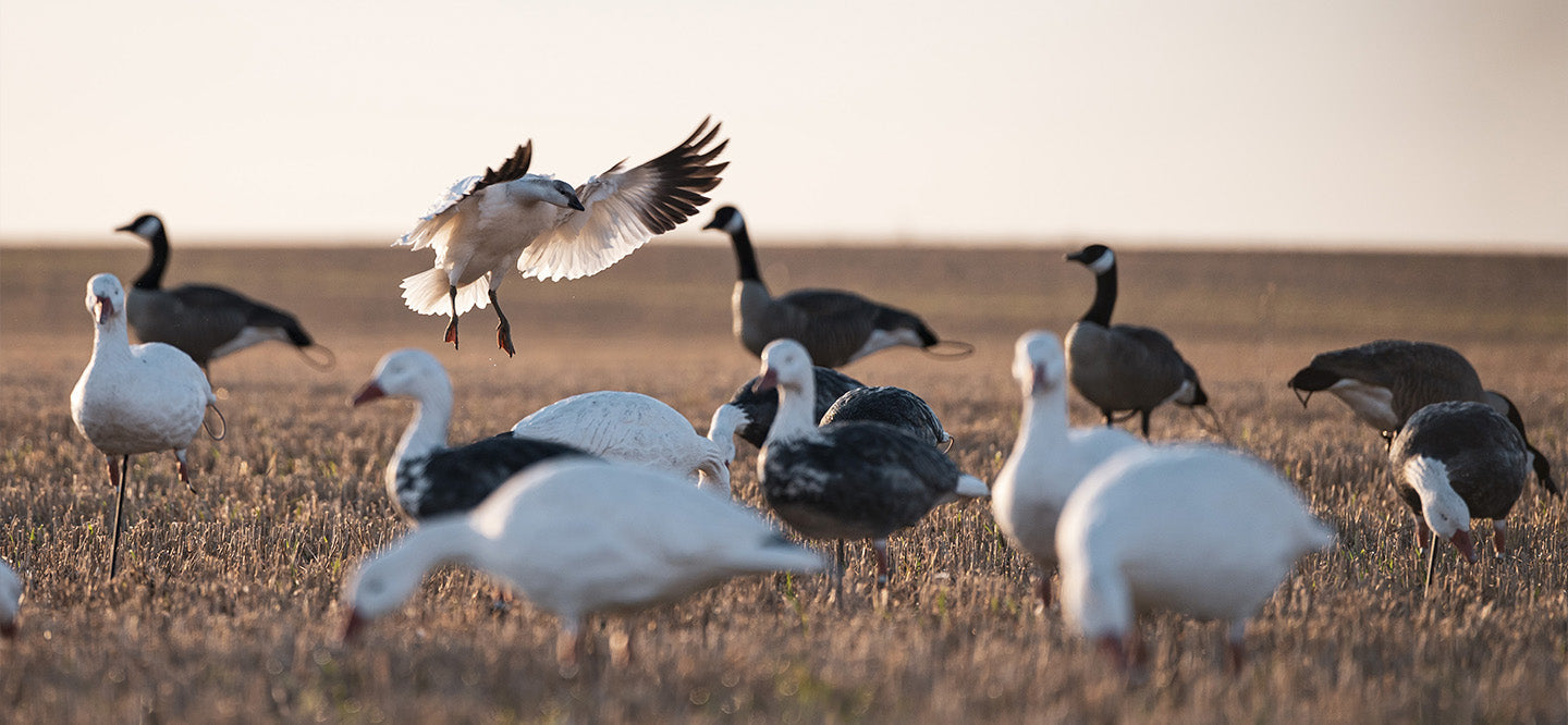 Snow Goose Decoys