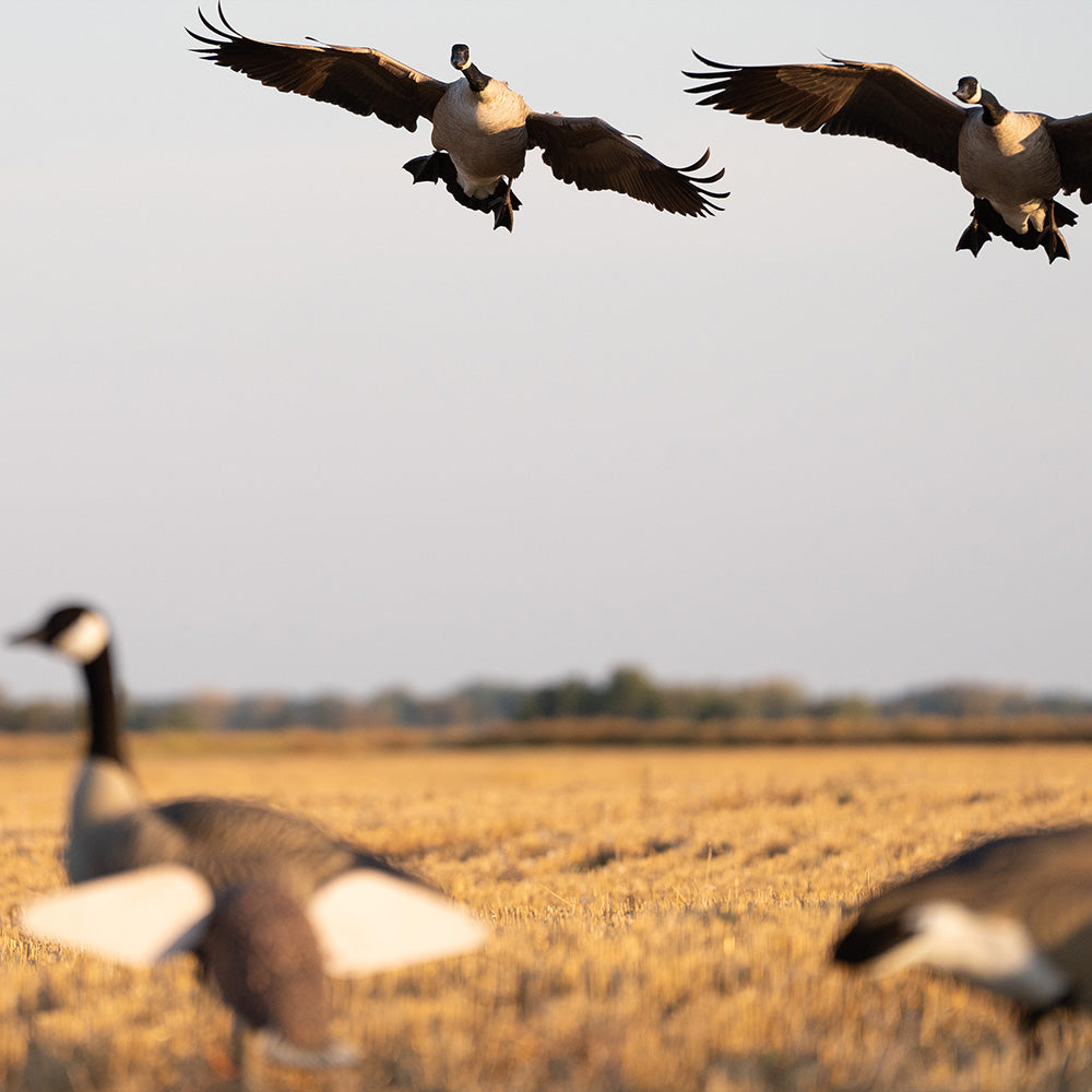 Canada Goose Decoys