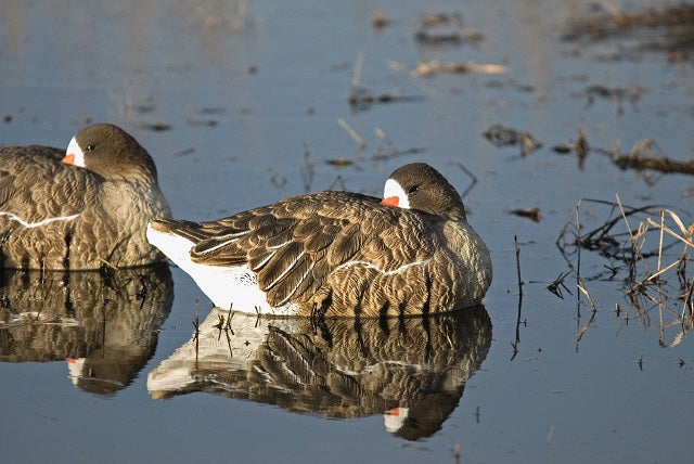 Speck Decoys