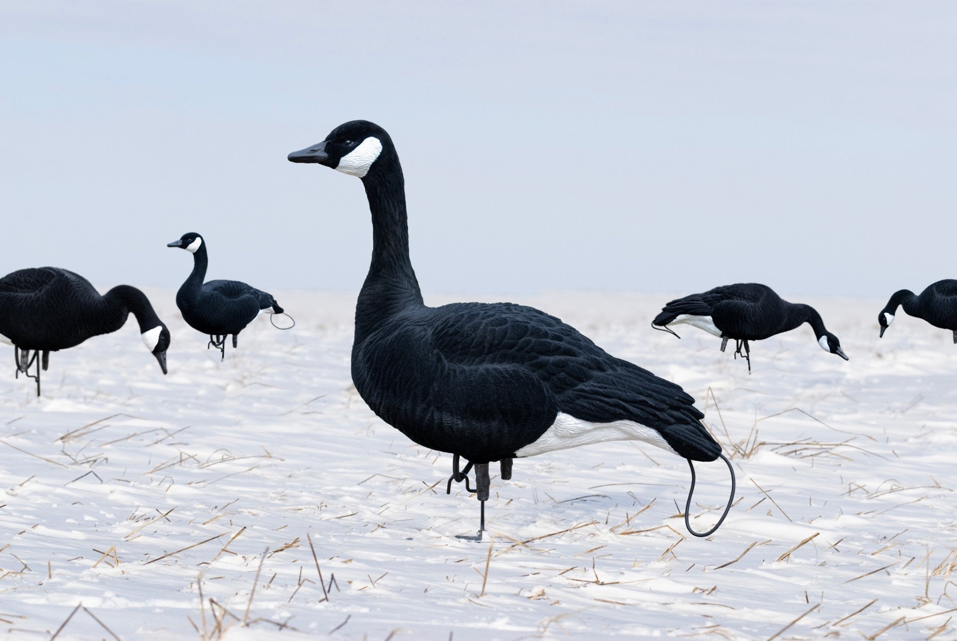 black and white canada goose decoy