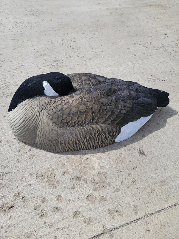 SX Canada Goose Sleeper Shells SX Decoys