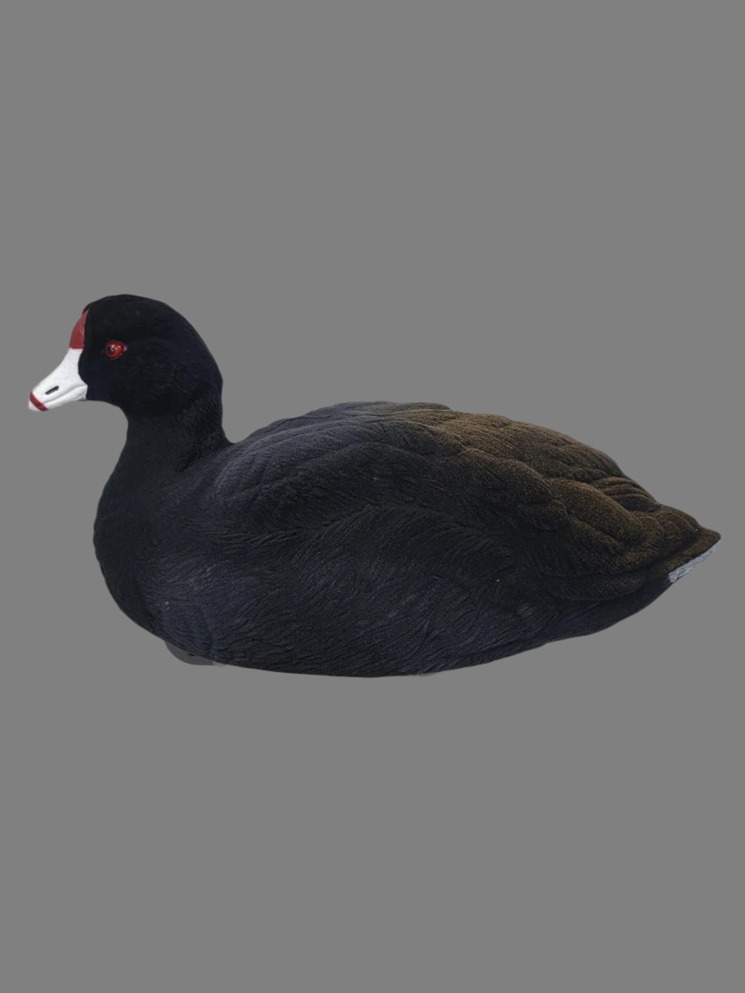 SX decoy floater coot duck decoy 