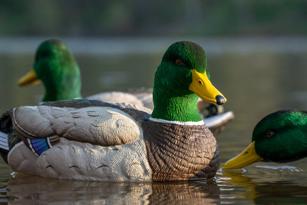 SX Mallard Floater Duck Decoys (Painted) - SX Decoys