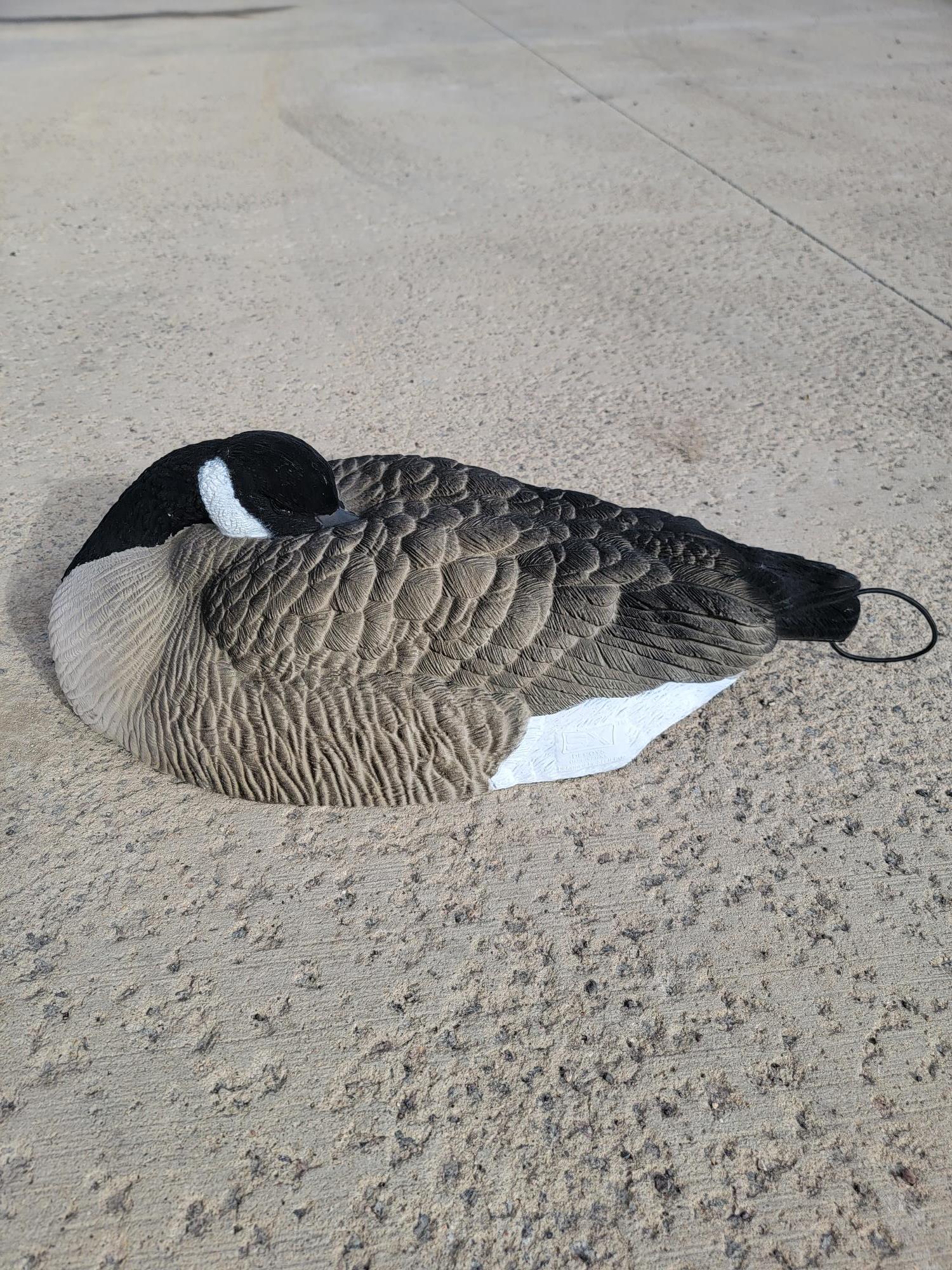 FUlly Flocked canada goose sleeper shell decoy