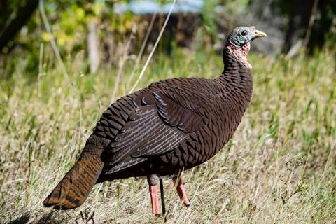 fully flocked hen turkey decoy