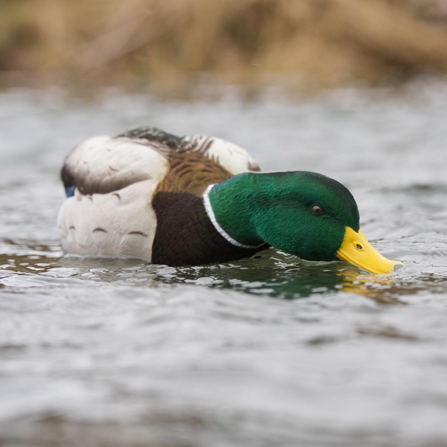 flocked head floater mallard decoy