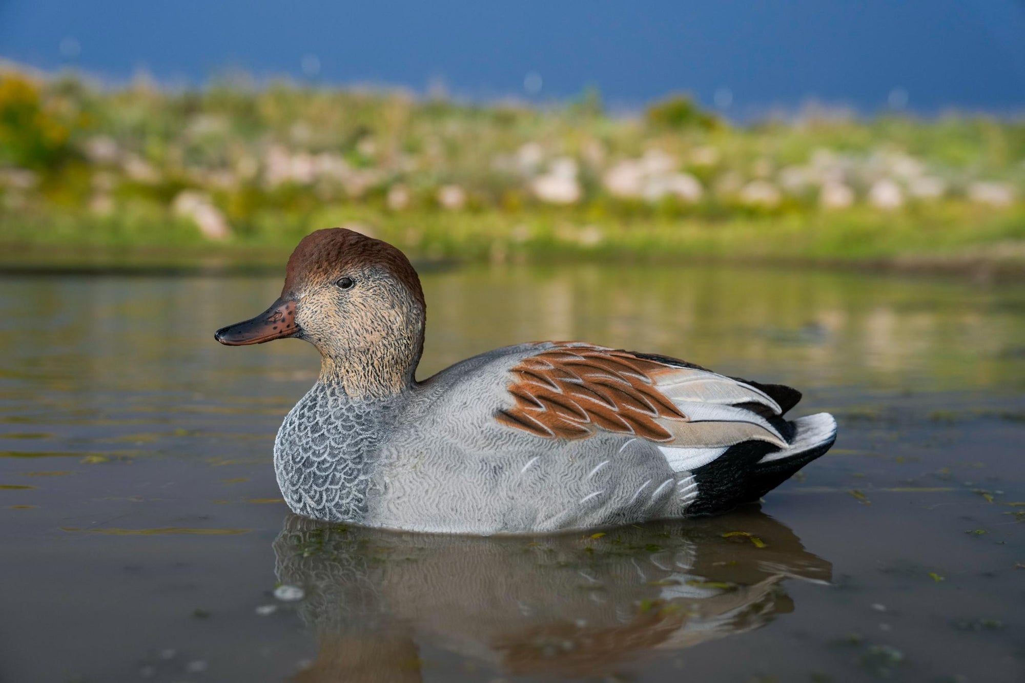 SX gadwall floater duck decoy painted