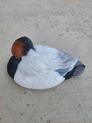 Canvasback duck decoy