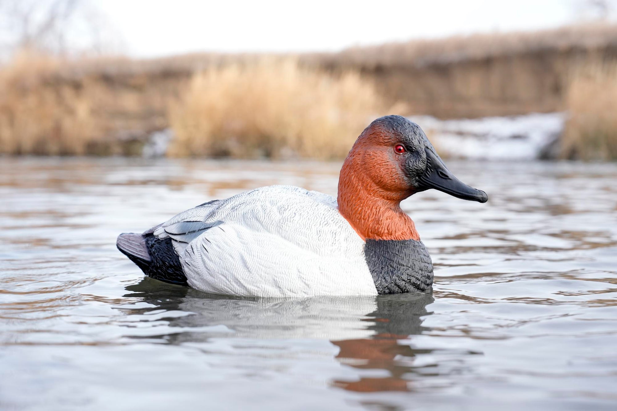 Canvasback duck decoy