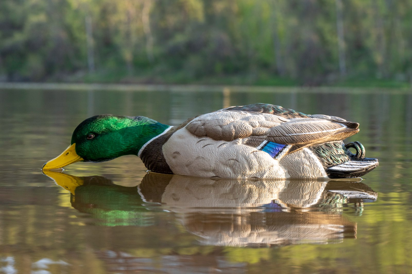 Floater mallard decoy