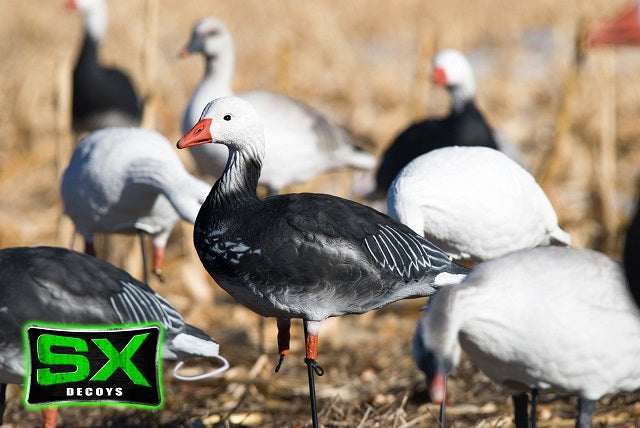 Adult blue goose decoys