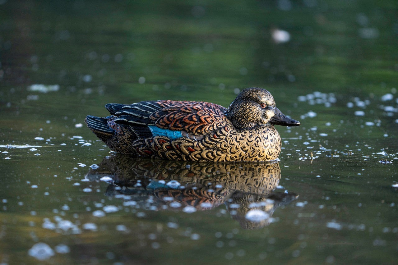 Blue Winged Teal decoy hen