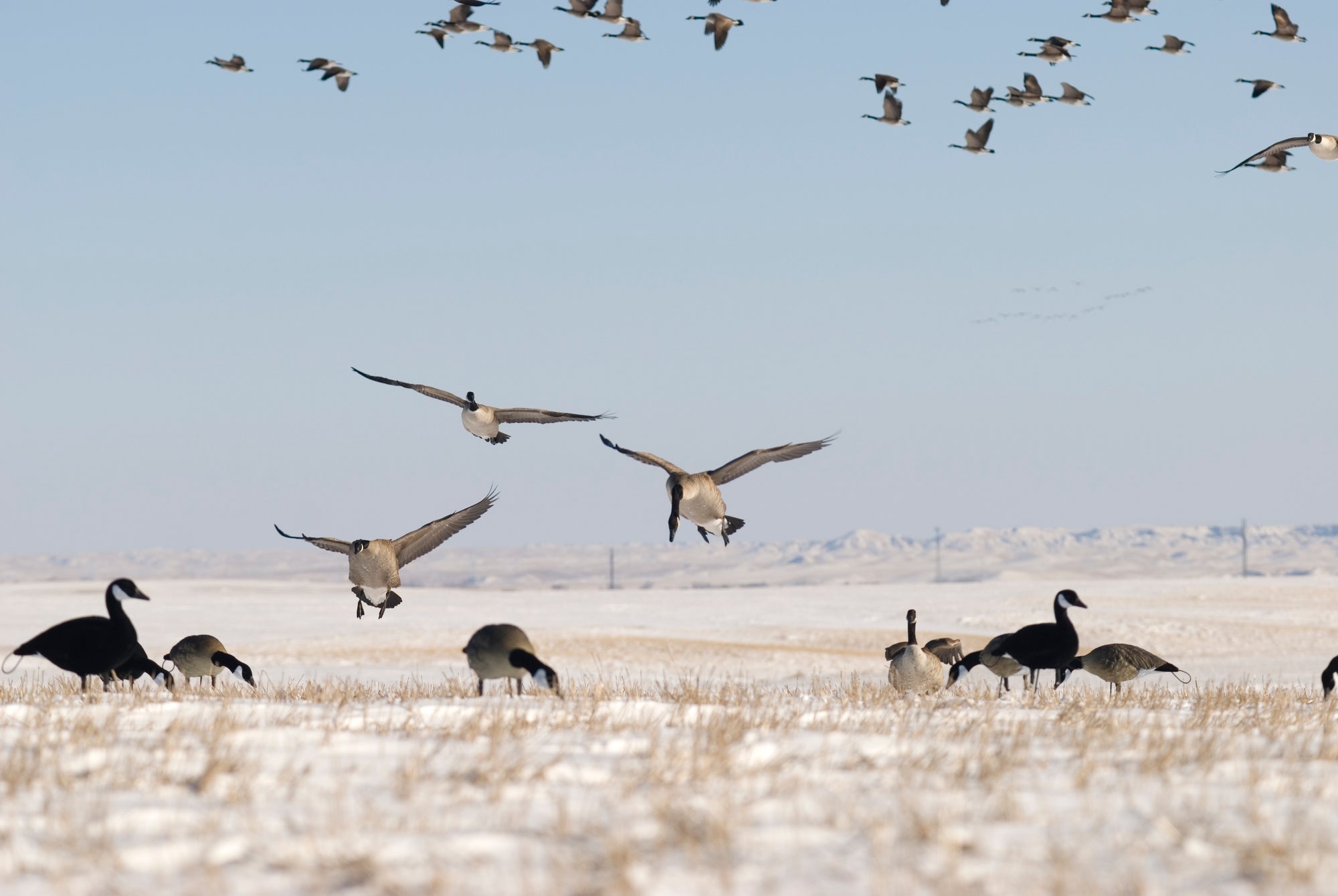 Canada goose decoys