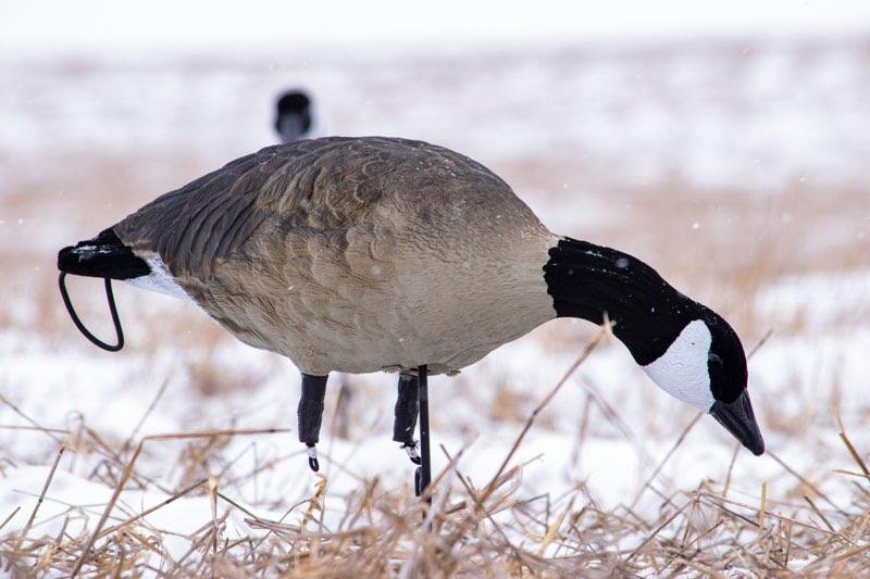 Feeder canada goose lesser decoy