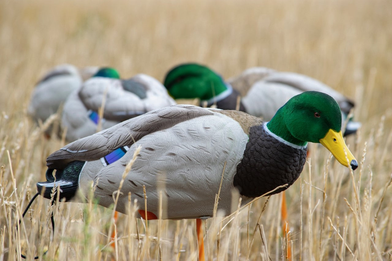 full body mallard decoys