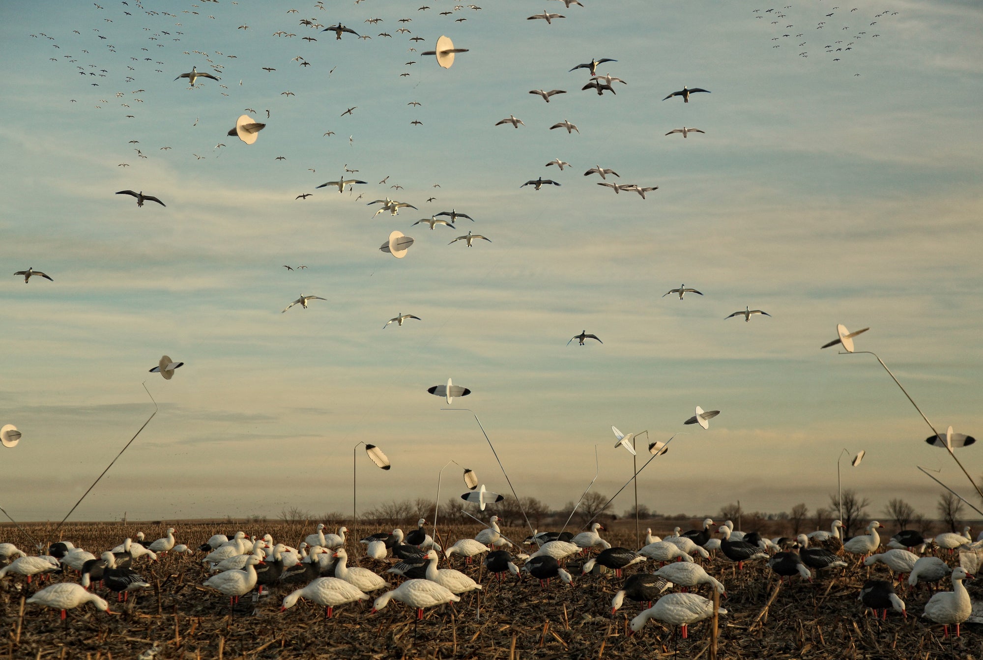 SX Outfitter Snow Goose Windsock Decoys