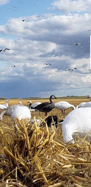 juvie blue goose decoys