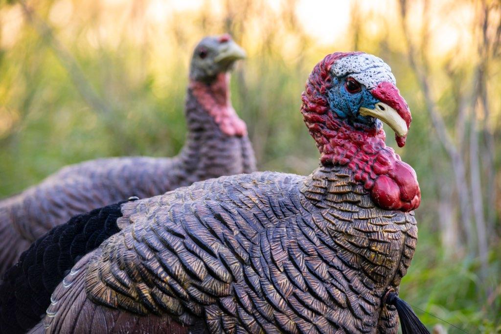 SX Turkey Decoys