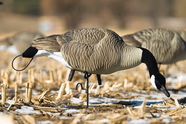 Canada goose decoys