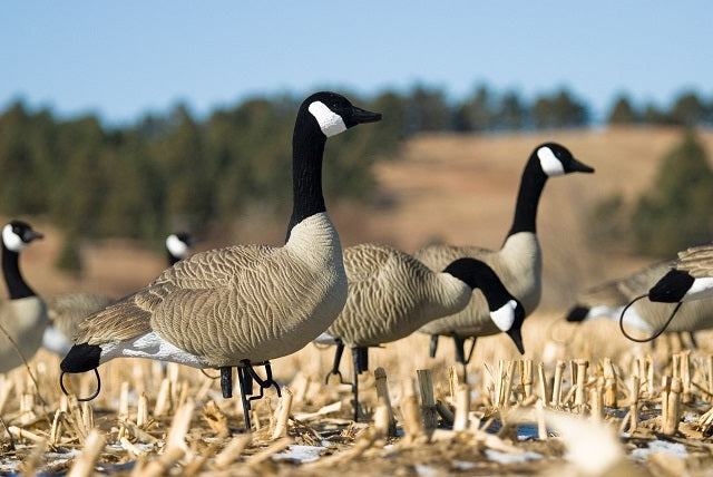 canada goose decoys