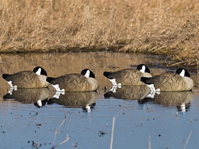 Canada Goose Decoys SX Decoys