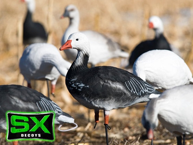 SX Full Body Adult Blue Goose Decoys - SX Decoys