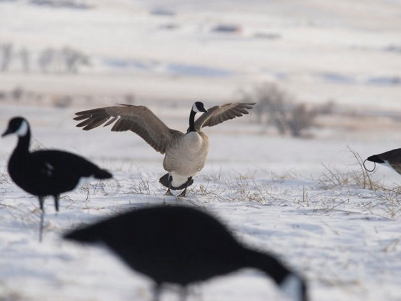 All black canada goose decoy