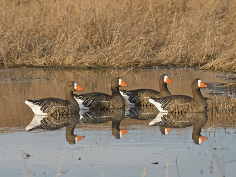 306308 Upright/High - Specklebelly Goose