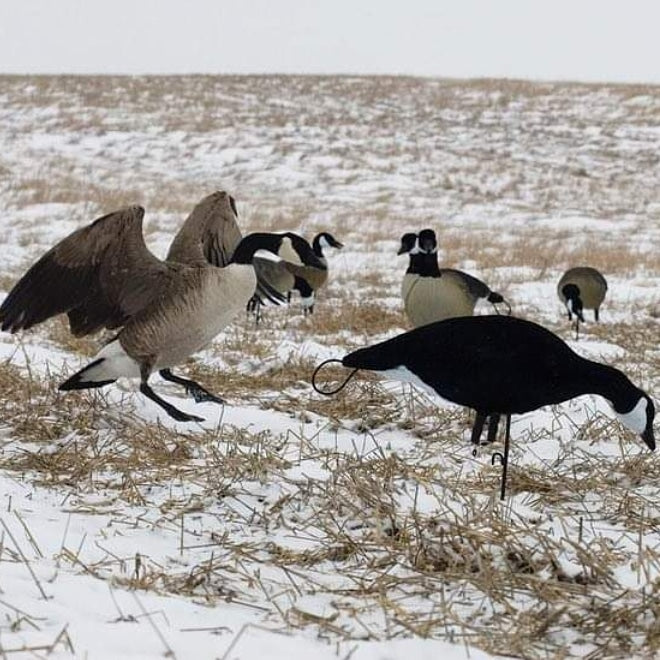 Used canada goose decoys for cheap sale