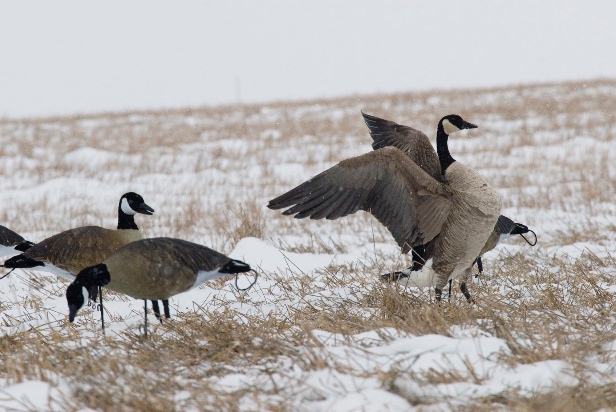 Full body canada goose lesser decoys