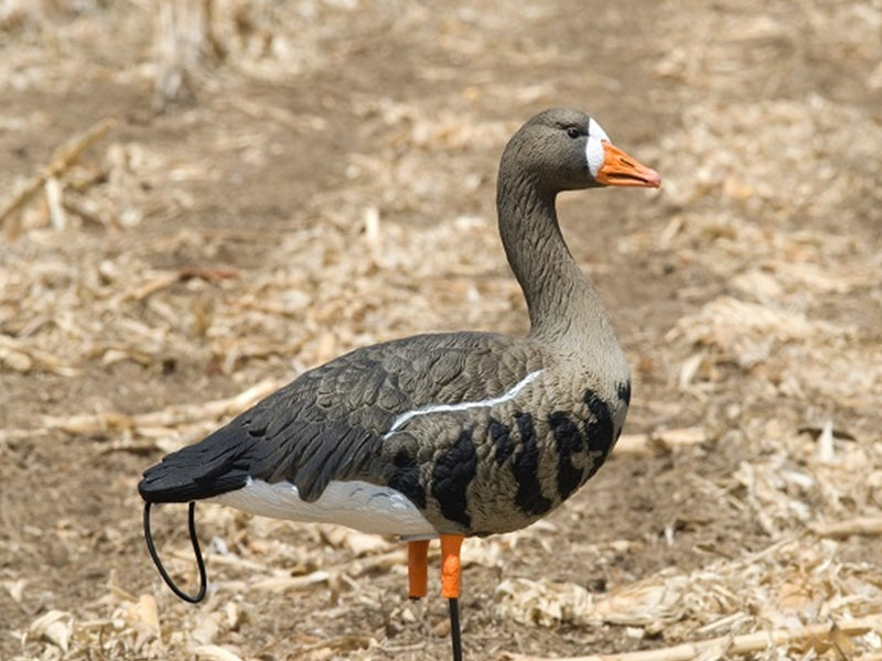 306308 Upright/High - Specklebelly Goose