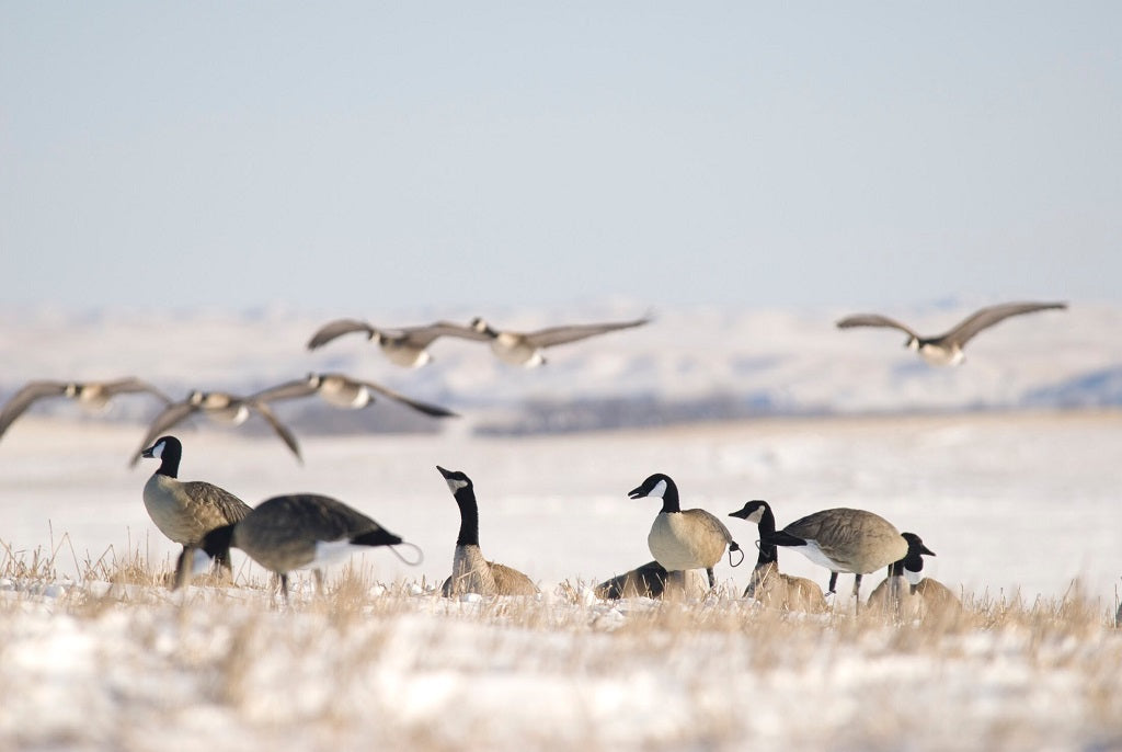 Full body Flocked canada goose decoys