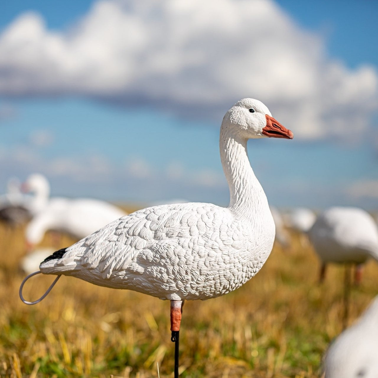 Tall Neck full body snow goose decoy