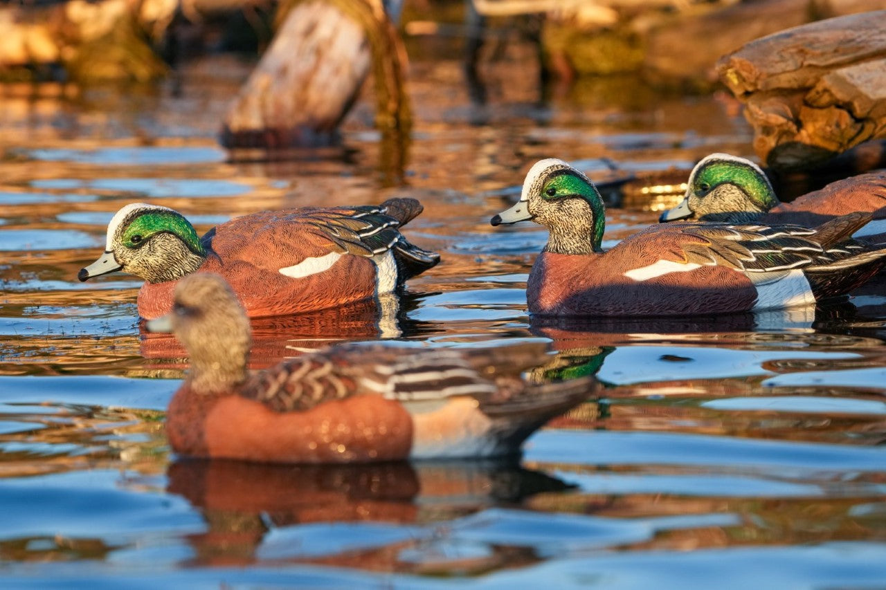 fully flocked Wigeon Duck Decoys